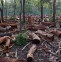 Deforestation Mar 17 Linkedin